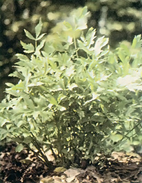 Fall Planting For Spring Salads Image